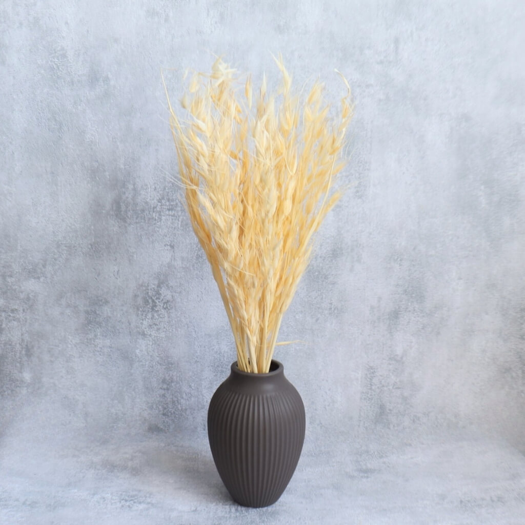 Sušená Avena Selvatica (Oves divoký) bílá - elegantní přírodní dekorace